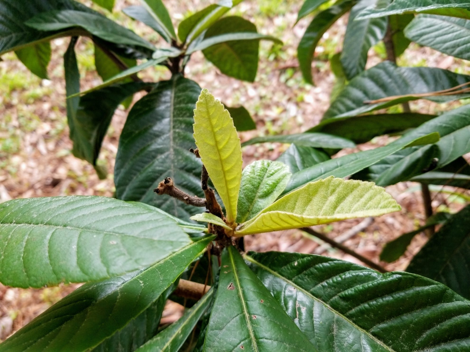 Loquat Herb Plant Profile Weeds and Deeds