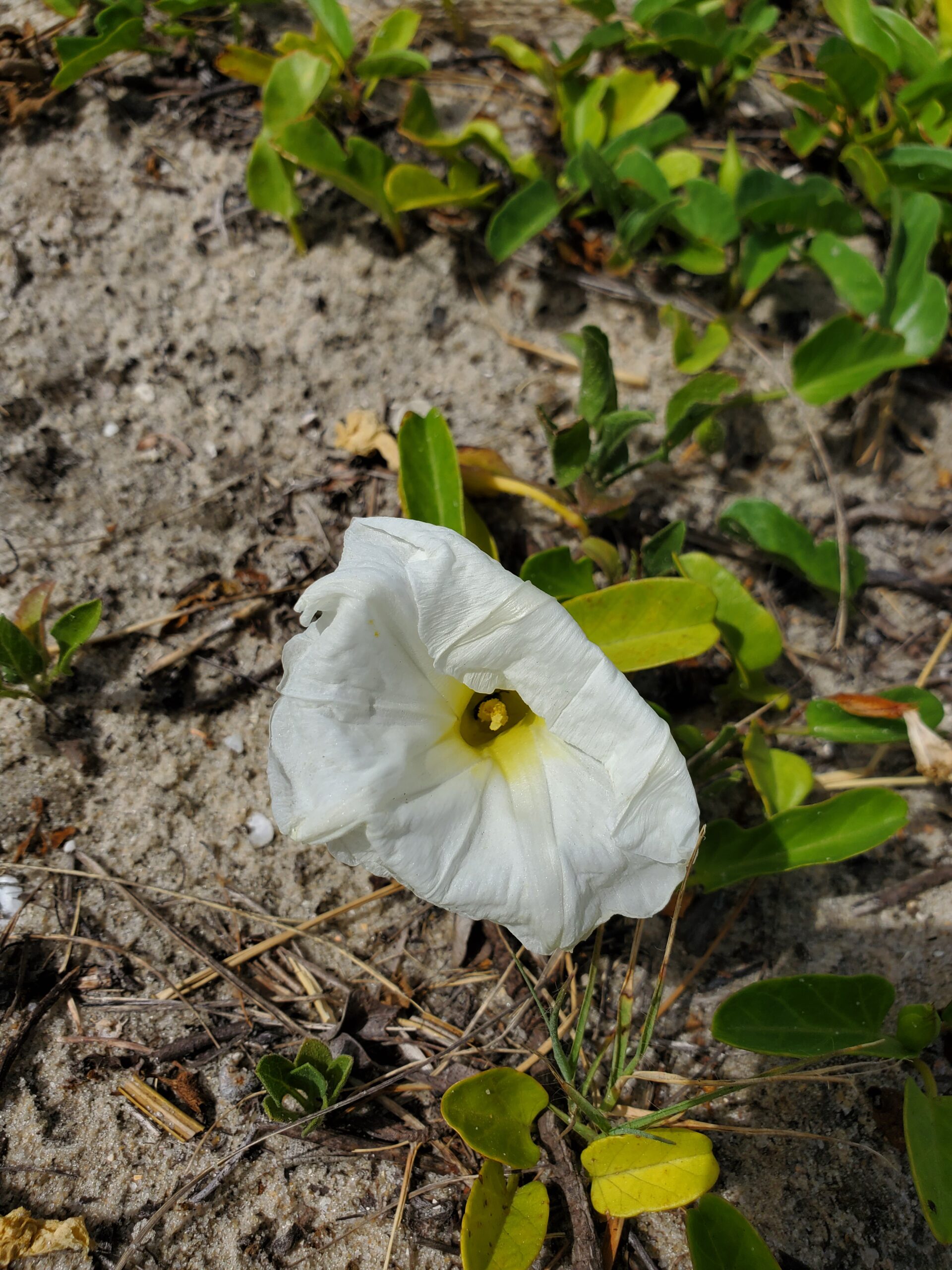 Beach Morning Glory Herb Plant Profile - Weeds and Deeds