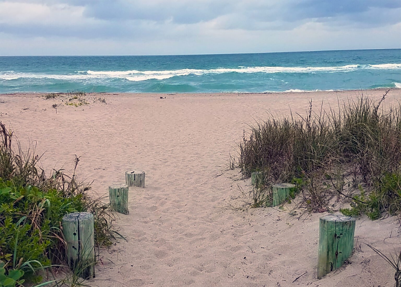 Beach Plants Herbal Guide Weeds and Deeds