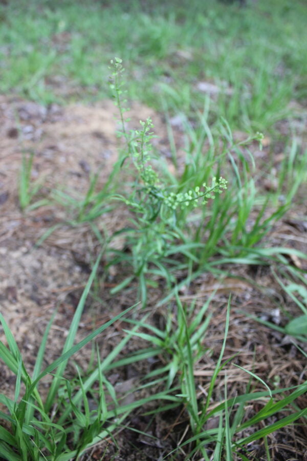 Pepperweed (Lepidium virginicum)