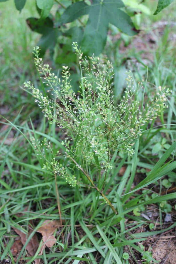 Pepperweed (Lepidium virginicum)