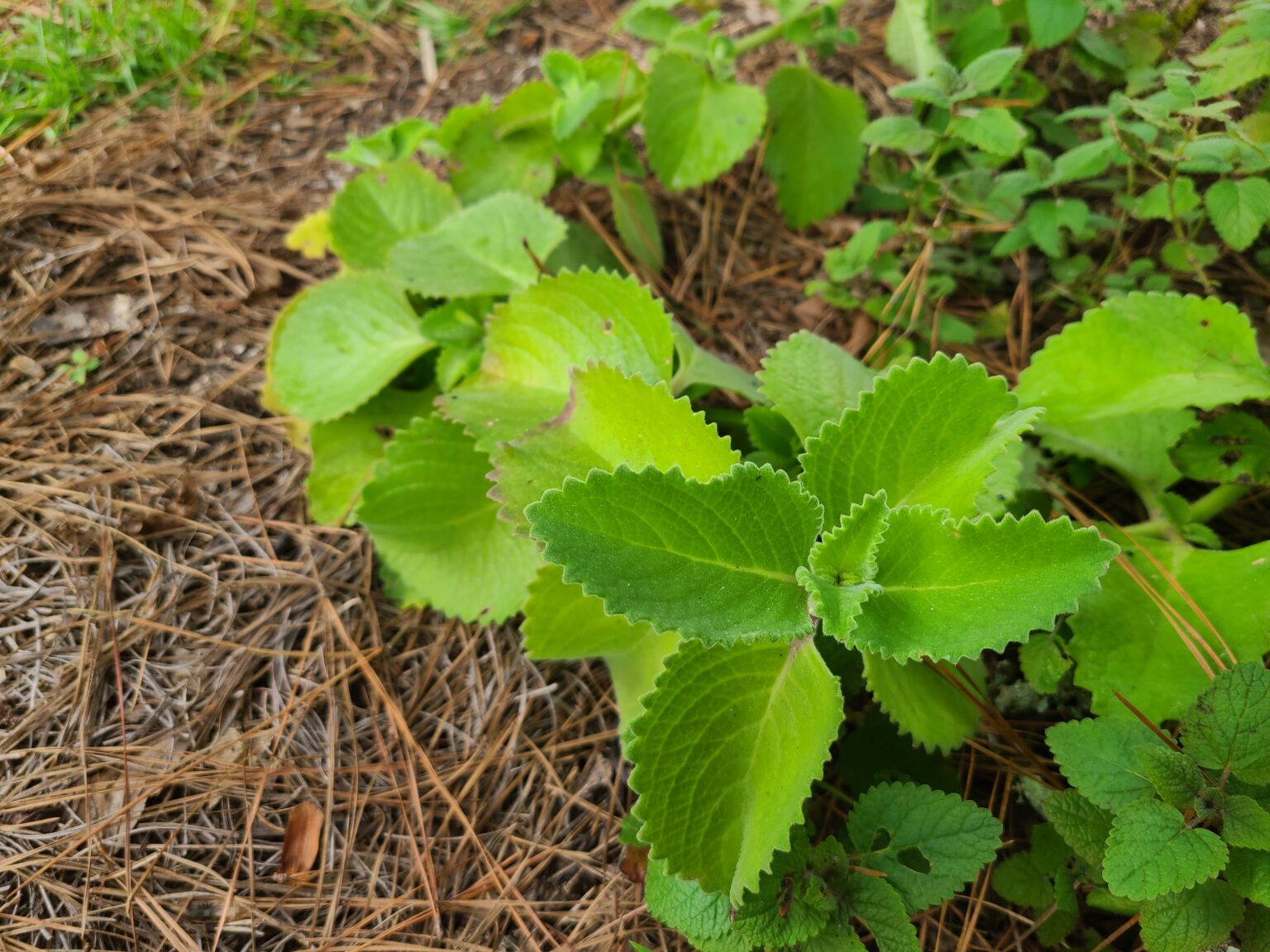 Mexican Mint Herb Plant Profile Weeds and Deeds