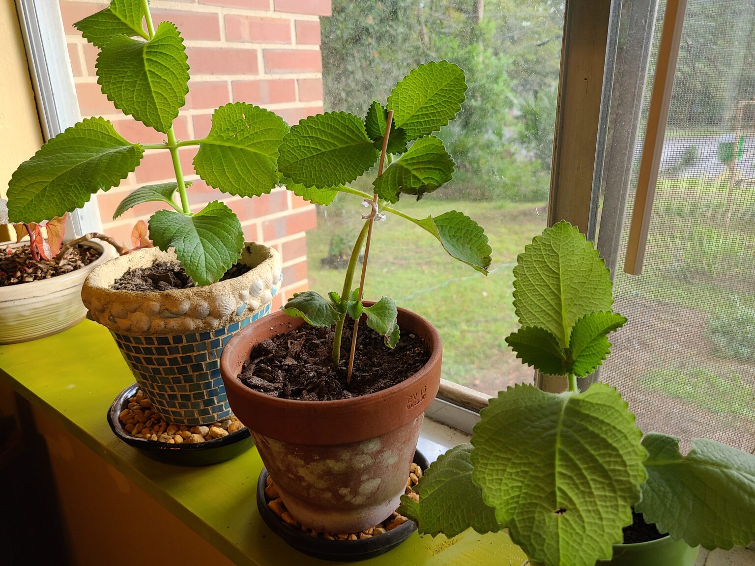 Mexican Mint Herb Plant Profile Weeds and Deeds