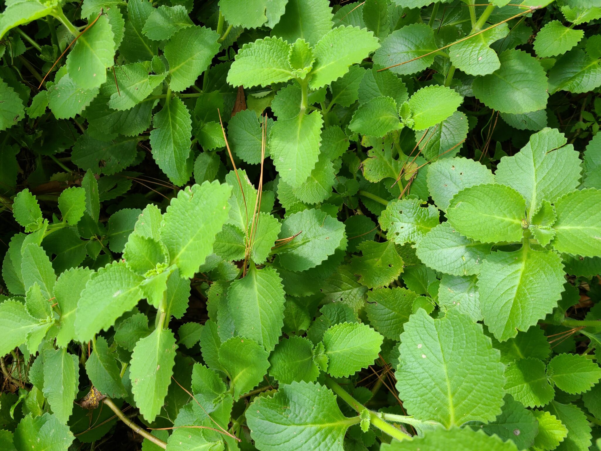 Mexican Mint Herb Plant Profile Weeds and Deeds