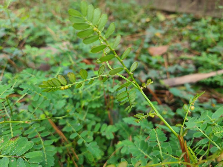 Chamberbitter Herb Plant Profile - Weeds And Deeds