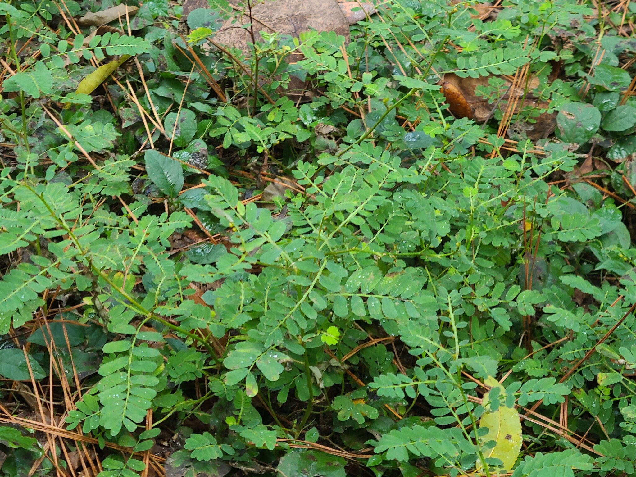 Chamberbitter Herb Plant Profile Weeds and Deeds