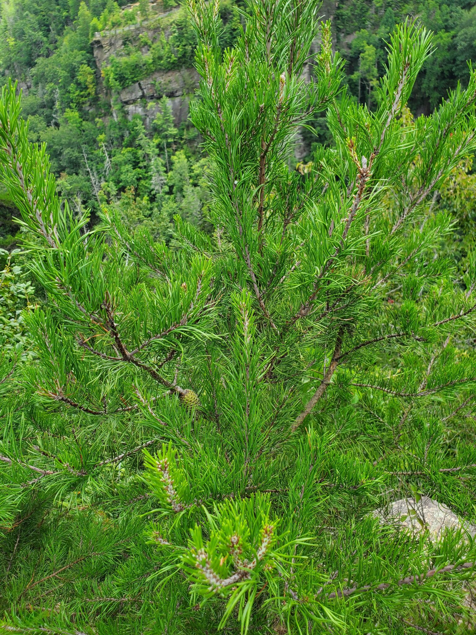 Pine Weeds and Deeds