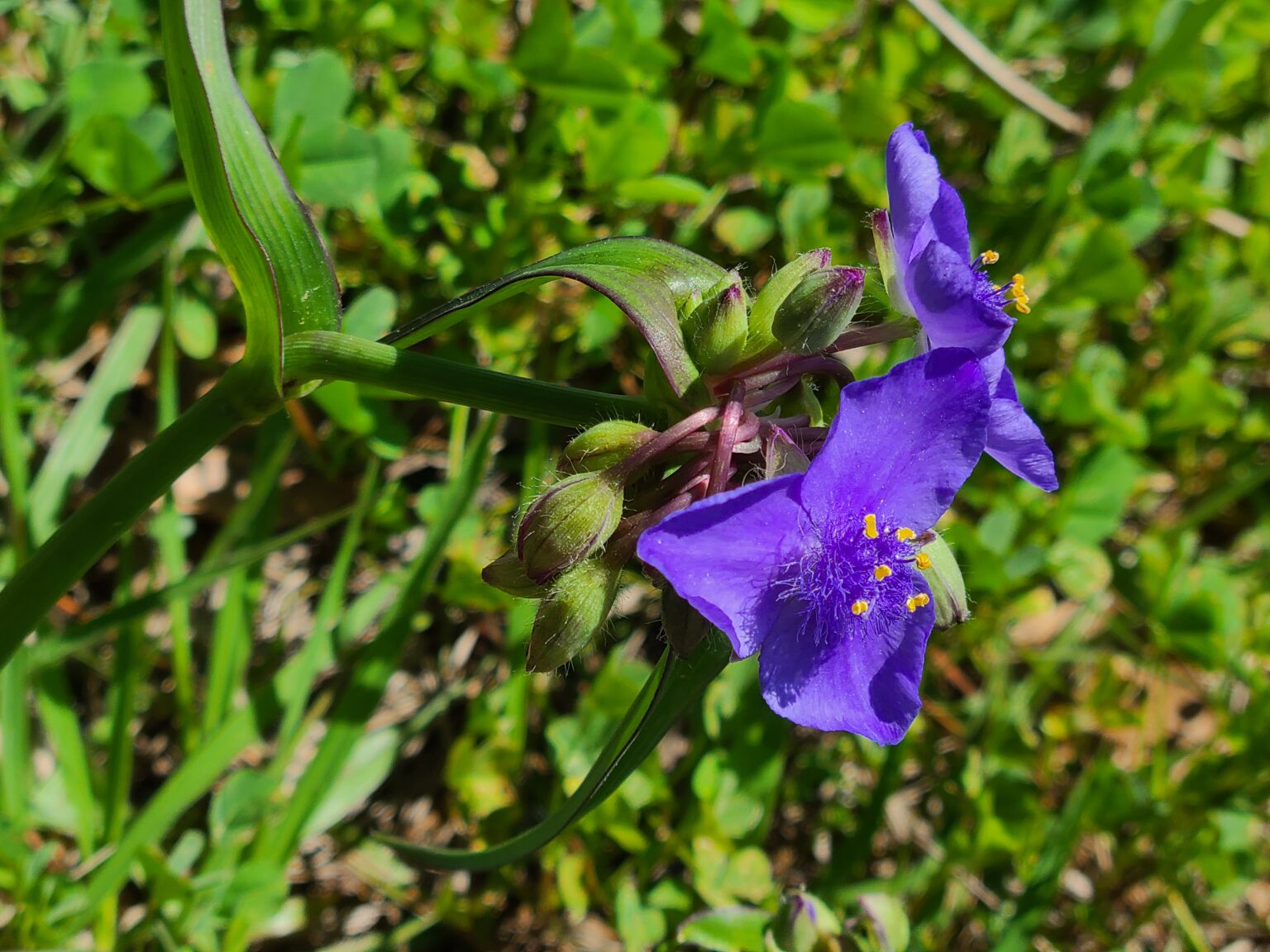 Spiderwort Herb Plant Profile Weeds and Deeds