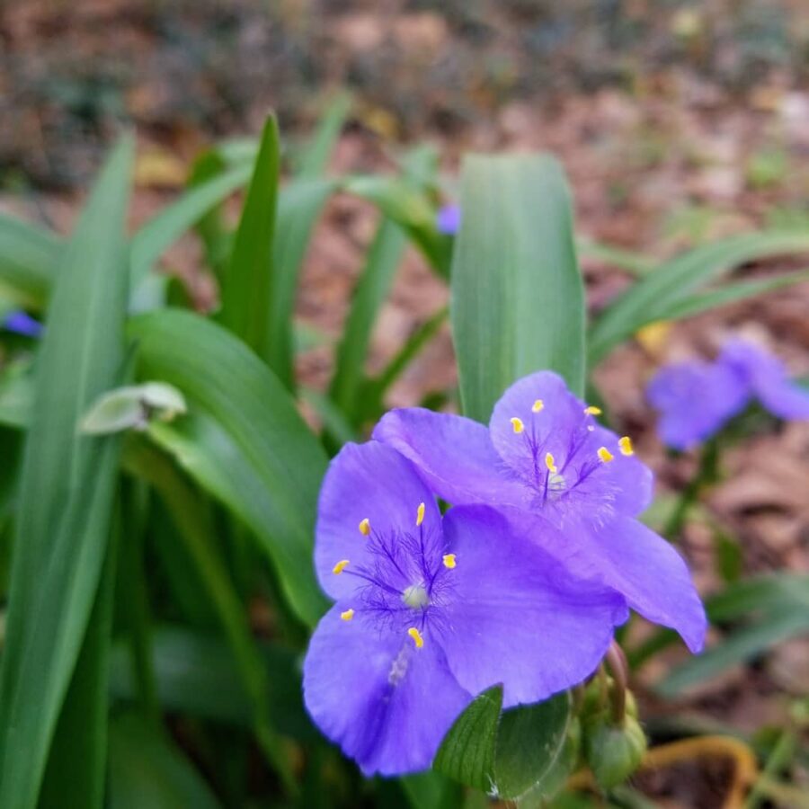 Spiderwort Herb Plant Profile Weeds and Deeds