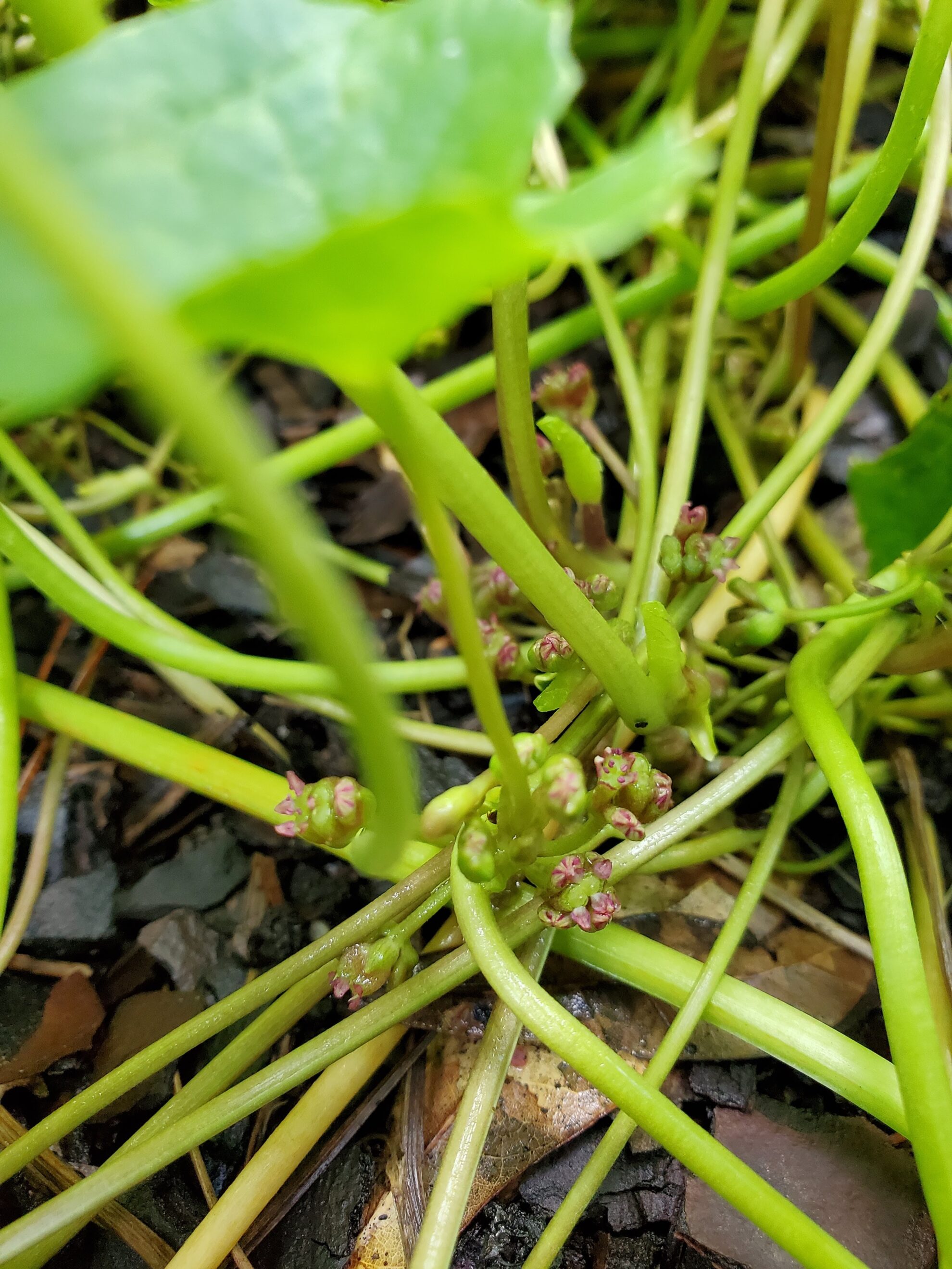 Gotu Kola Herb Plant Profile - Weeds and Deeds