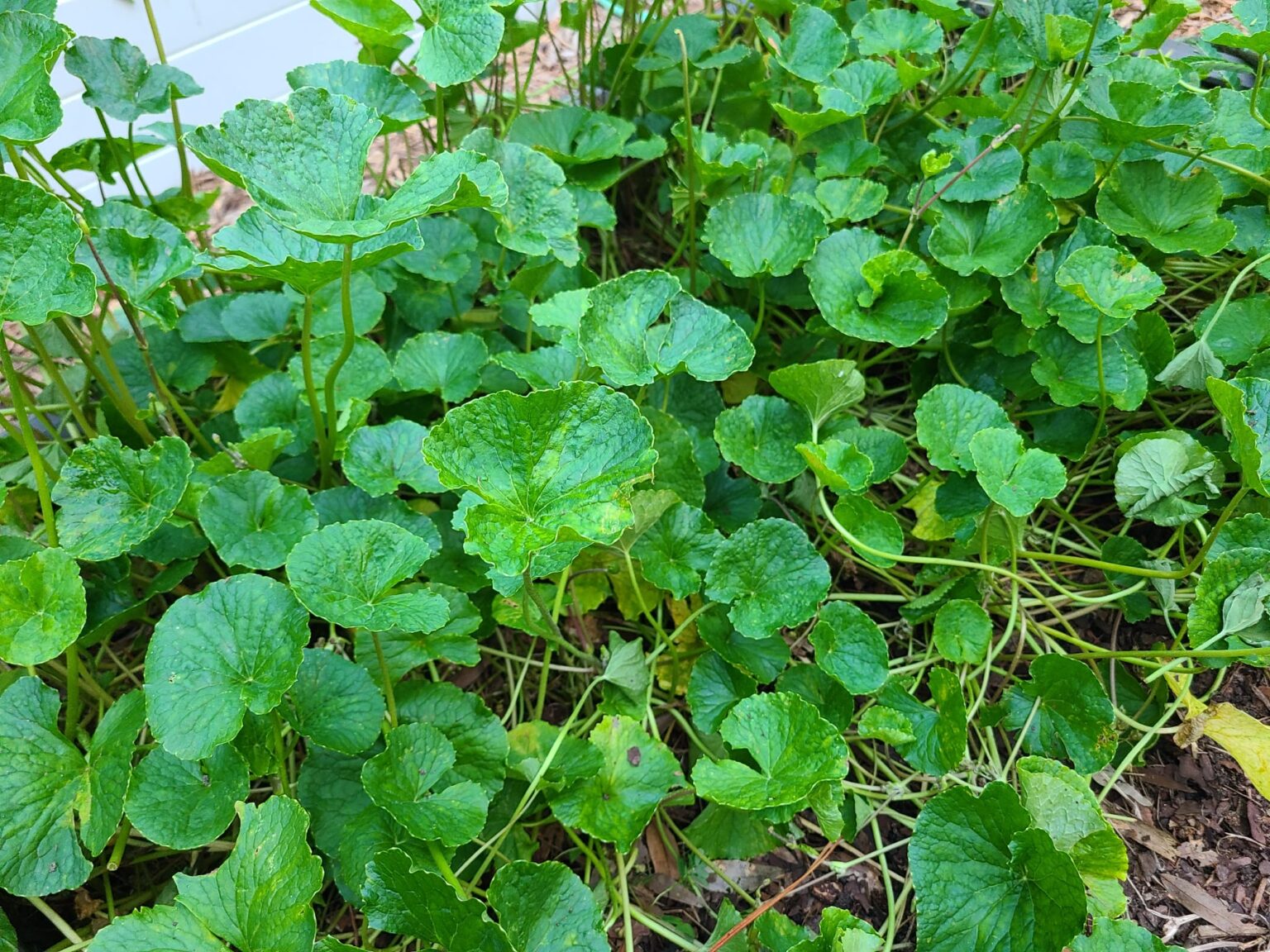 Gotu Kola Herb Plant Profile Weeds and Deeds