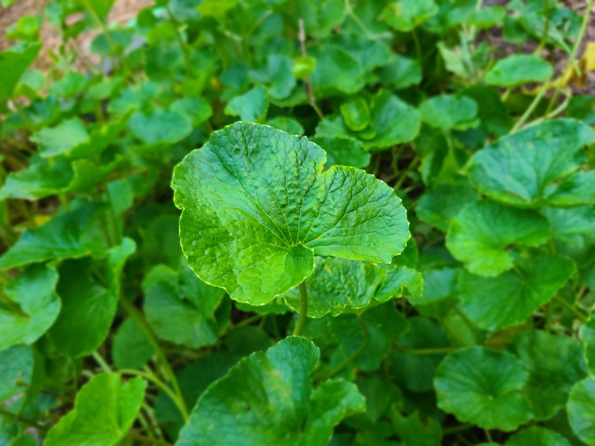 Gotu Kola Herb Plant Profile - Weeds and Deeds