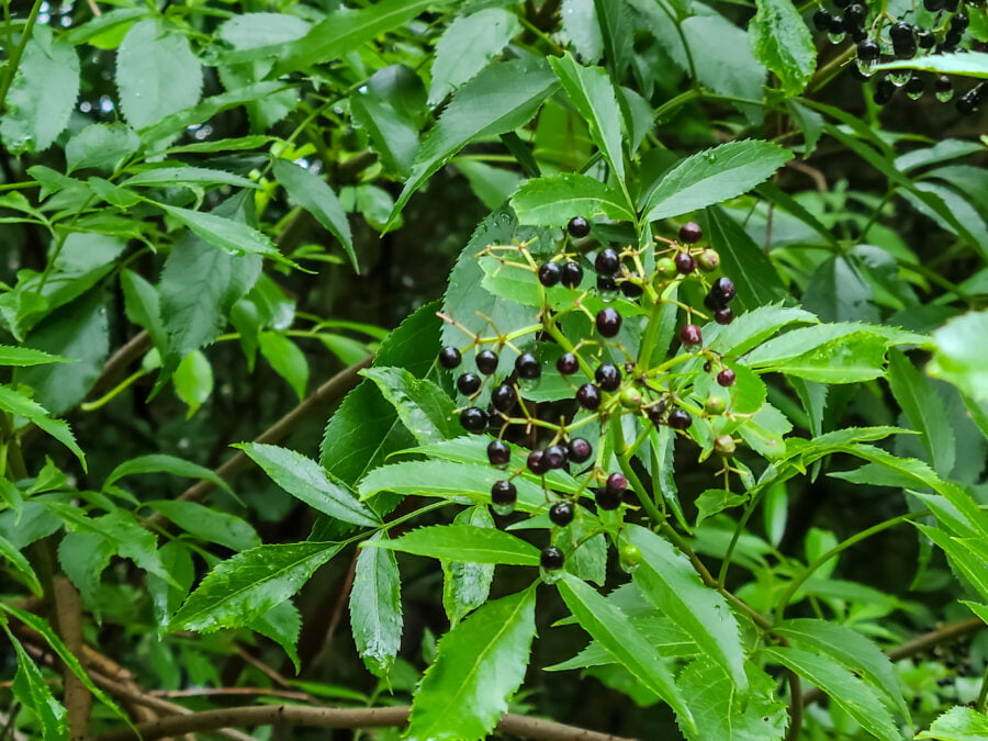 Elderberry (Sambucus canadensis)