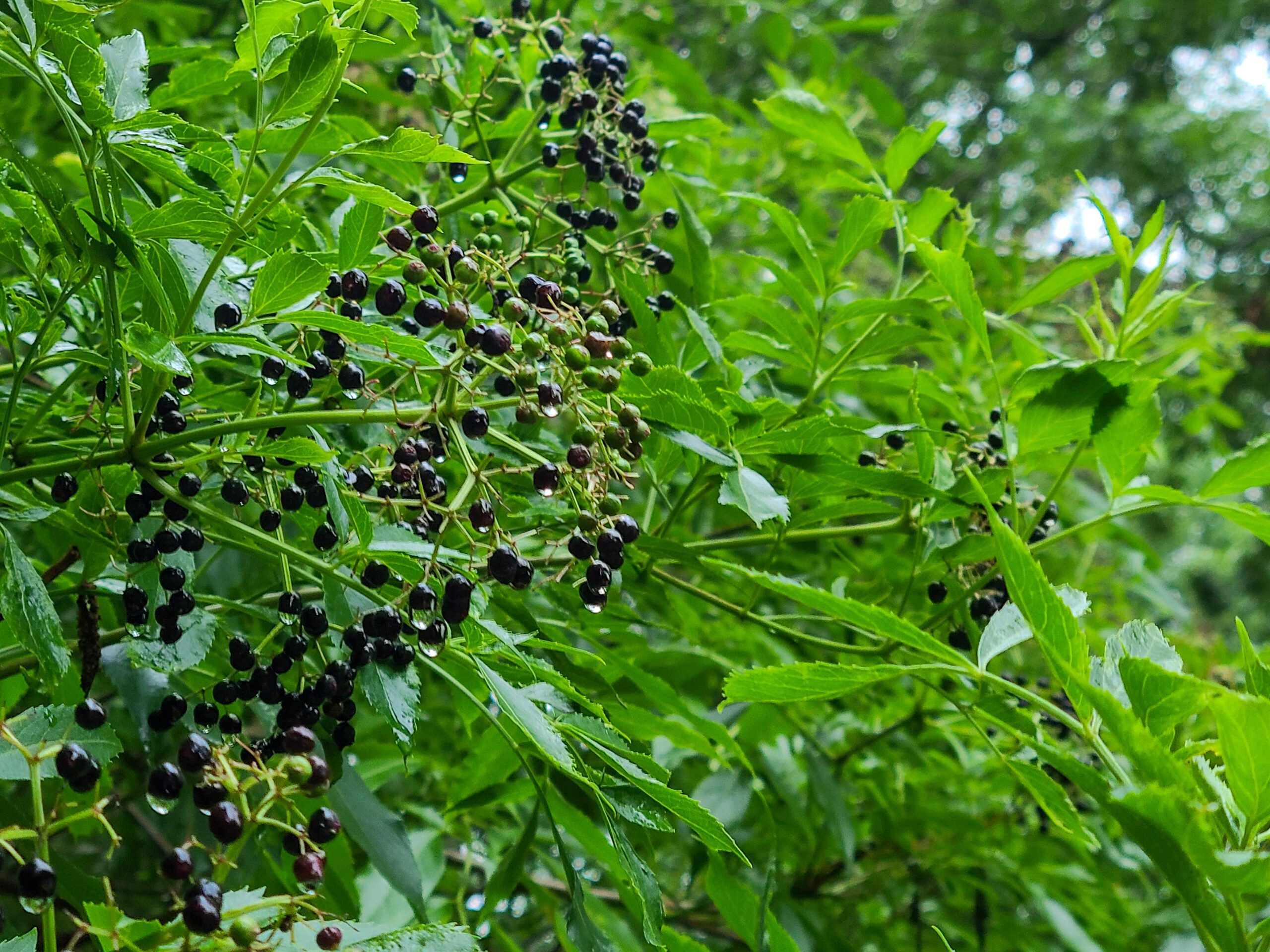 Elderberry‌ Herb Plant Profile Weeds and Deeds