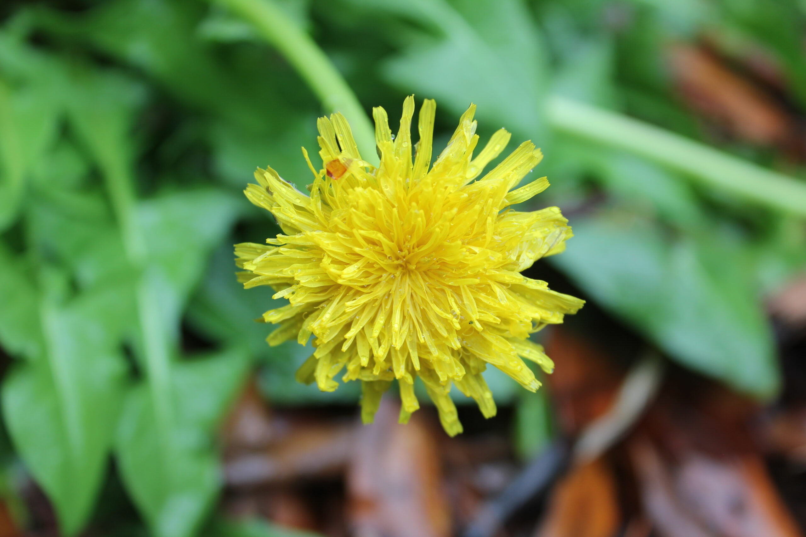 Dandelion Herb Plant Profile Weeds and Deeds
