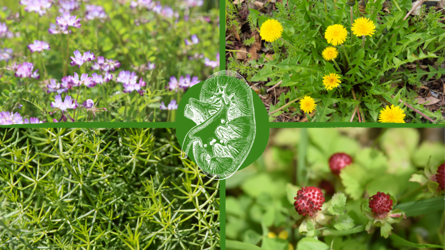Herbal Allies for Kidney Disease Herbal Guide Weeds and Deeds