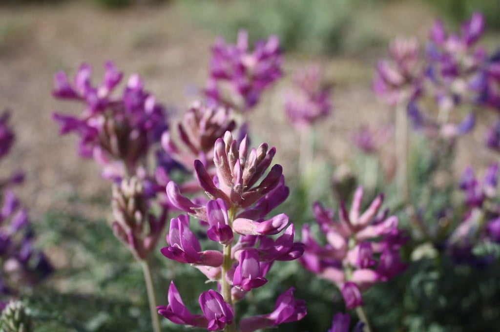 close up - Milk Vetch