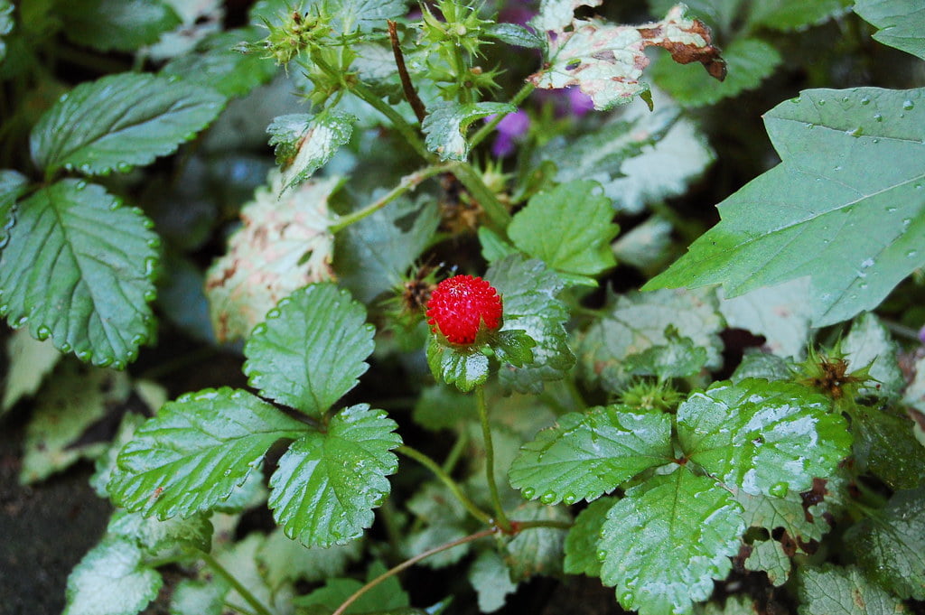 false strawberry