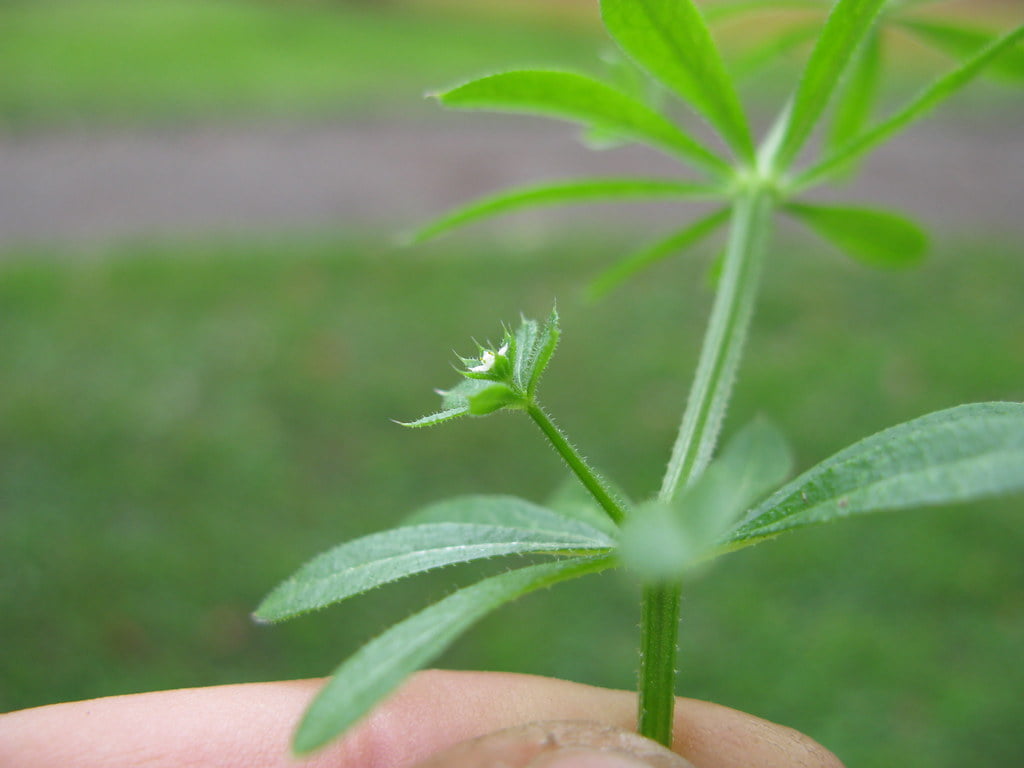 Galium aparine flowerhead NC1