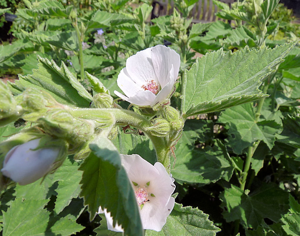 Marsh-mallow - Althaea officinalis