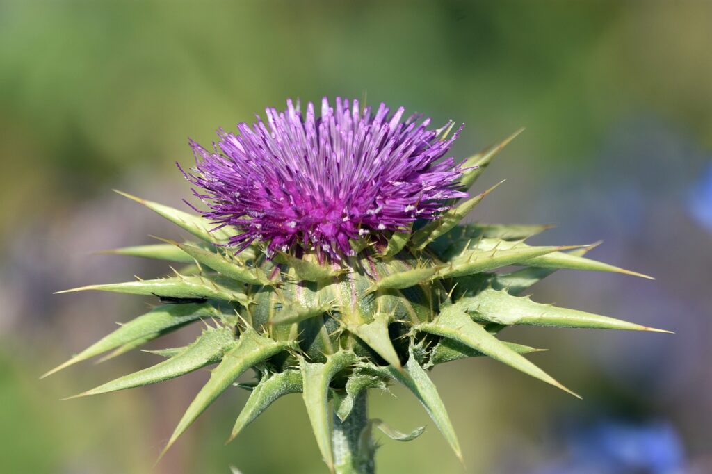 milk thistle flower plant petals 7248841