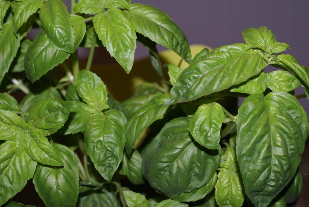 Basil