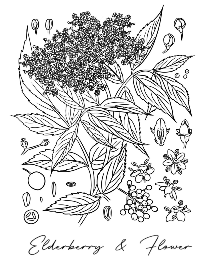 Flor de saúco por Lauren Thurston