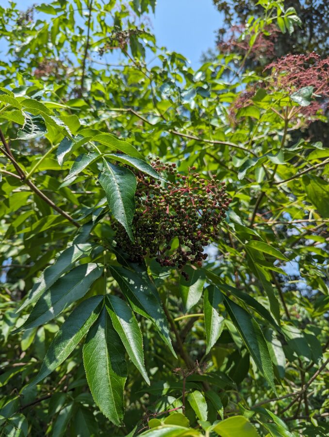 Elderberry (Sambucus canadensis)